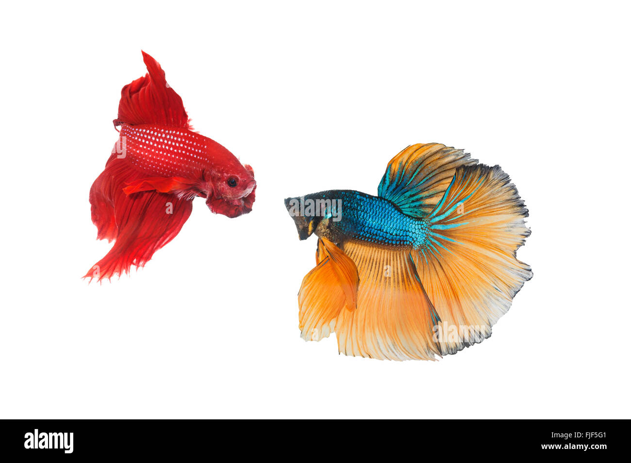 Couple betta fighting fish top form preparing to fight isolated a on white Stock Photo
