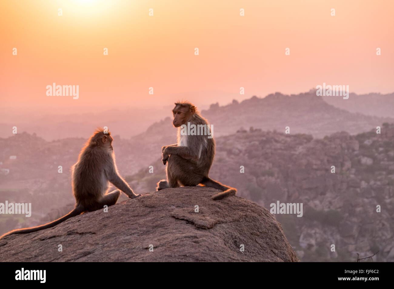 Temple monkeys inThe ruined city of Hampi in the Indian state of Karnataka Stock Photo