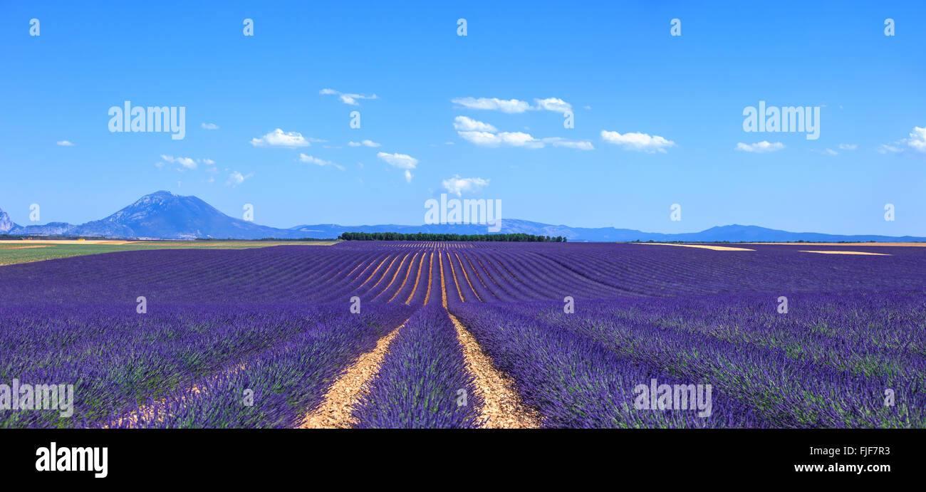 Lavender flower blooming fields in endless rows and trees on background. Landscape in Valensole plateau, Provence, France, Europ Stock Photo