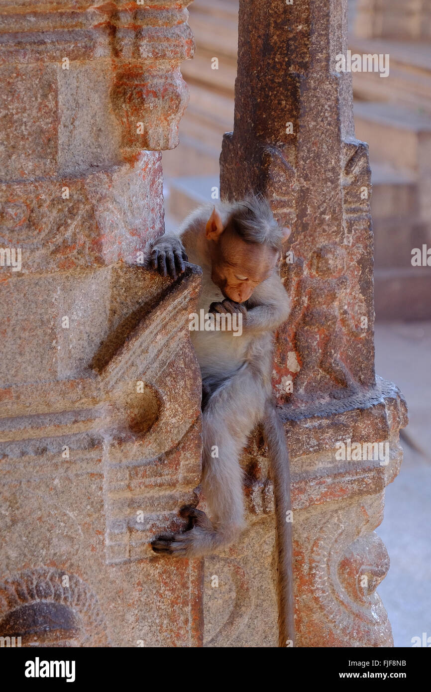 A temple monkey in The ruined city of Hampi in the Indian state of Karnataka Stock Photo