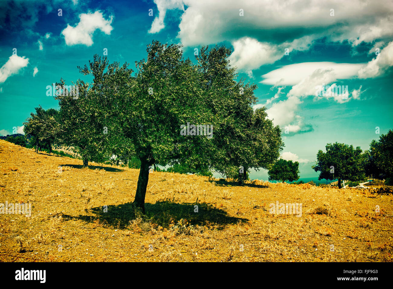 Plantation of olive trees, vintage retro instagram like, Karpathos, Greece Stock Photo