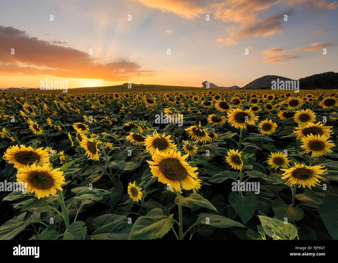 field of blooming sunflowers on a background sunset Stock Photo - Alamy