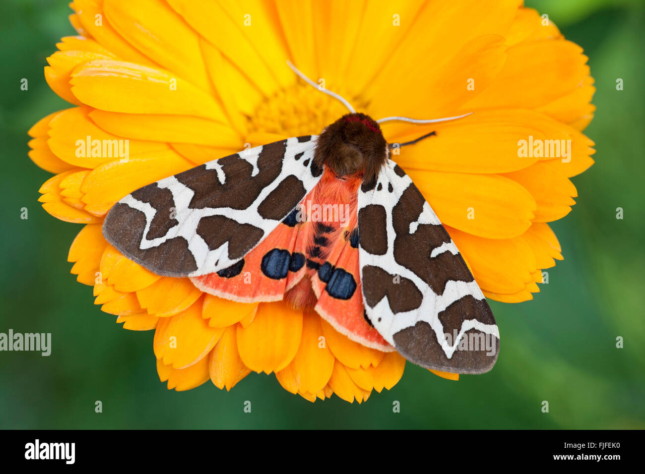 Garden tiger moth Arctia caja on Calendula flower Stock Photo