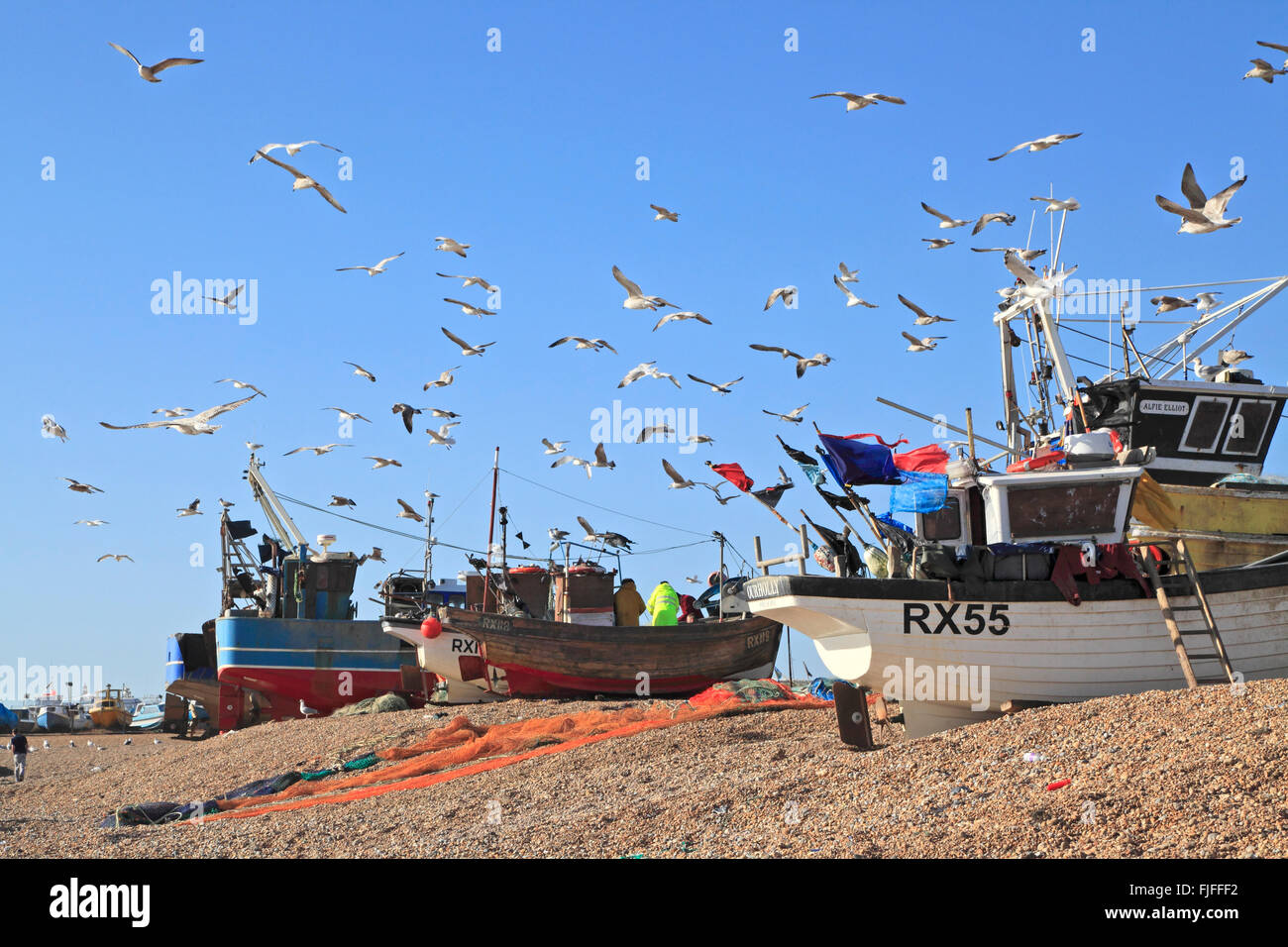 Hastings seagulls wheel over the fishing boats on the Stade fishermen's beach, as the fishermen sort their catch of fish, East Sussex, England, UK, GB Stock Photo