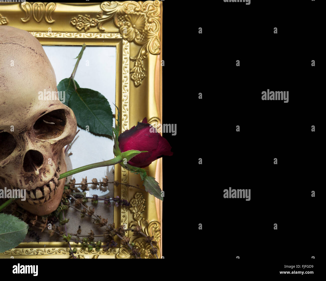Still life with human skull with red rose bud in the mouth  on gold fram Stock Photo