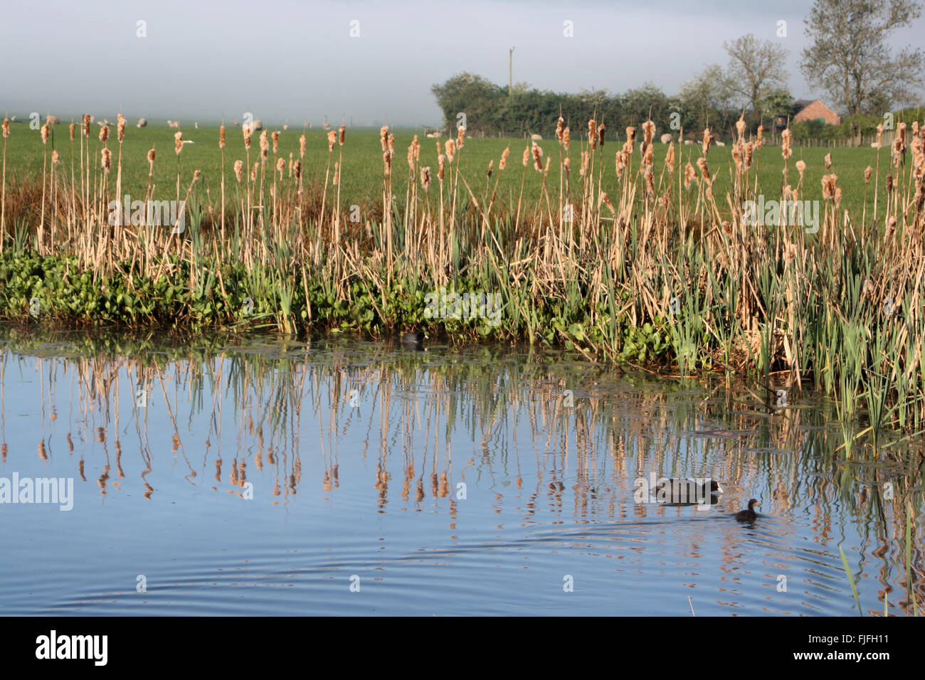 Coot and baby amongst reeds around pond in field near Shocklach