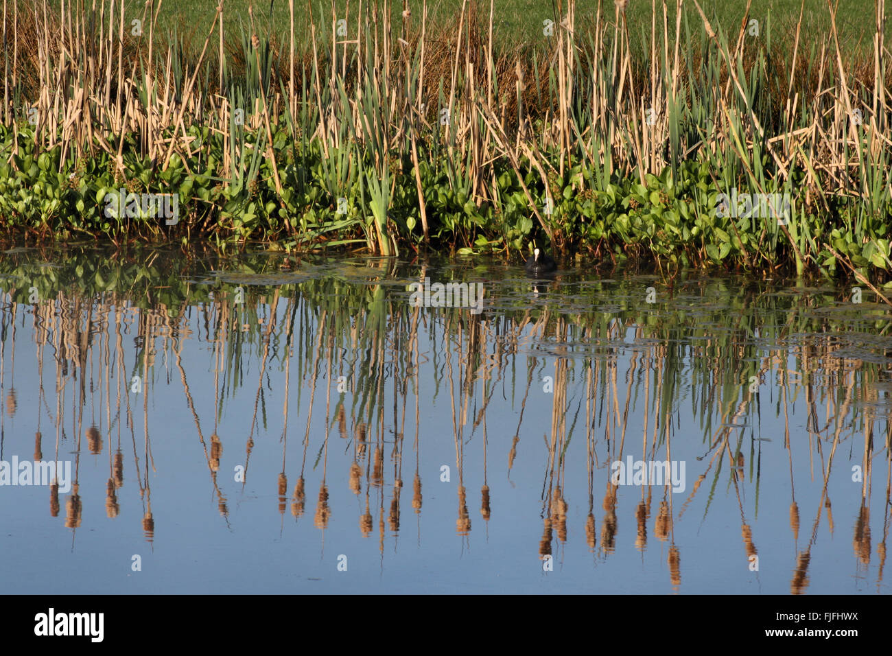 Coot and reeds around pond in field near Shocklach Cheshire Stock Photo