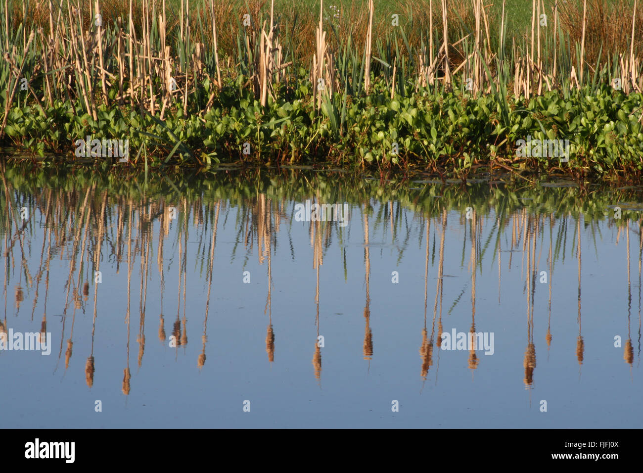 Reeds around pond hi-res stock photography and images - Alamy