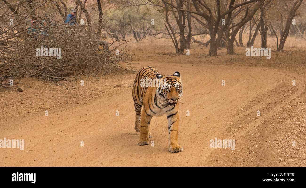 Wild Bengal tiger walking head on towards the camera on a forest track in the dry jungles of Ranthambhore in India Stock Photo