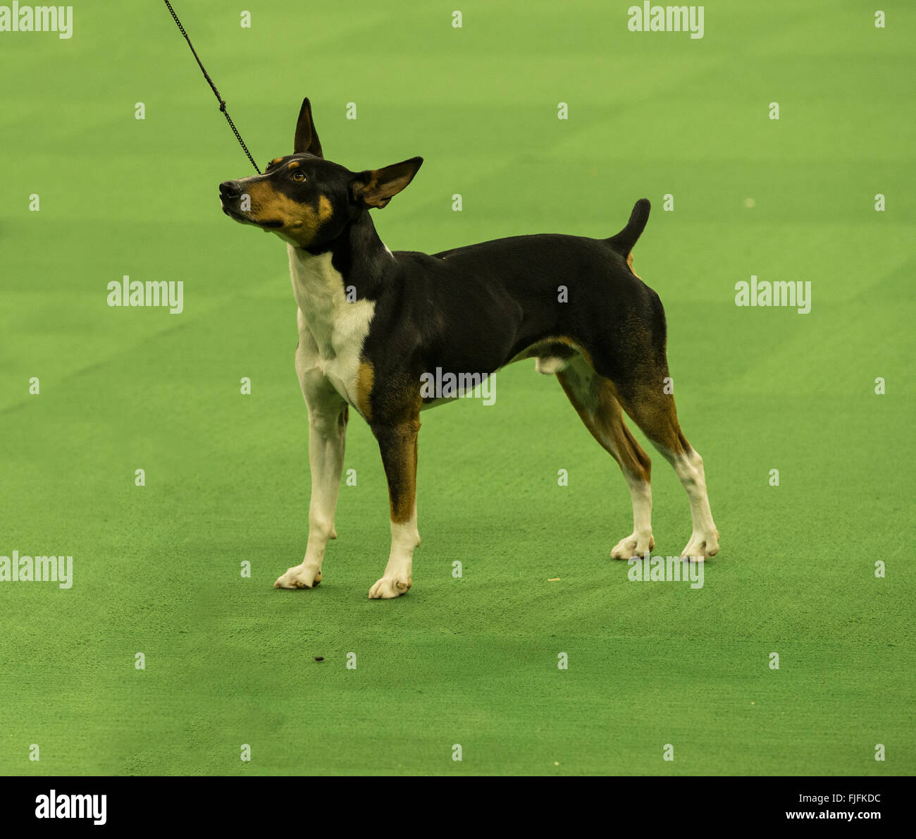 The kennel club hires stock photography and images Alamy