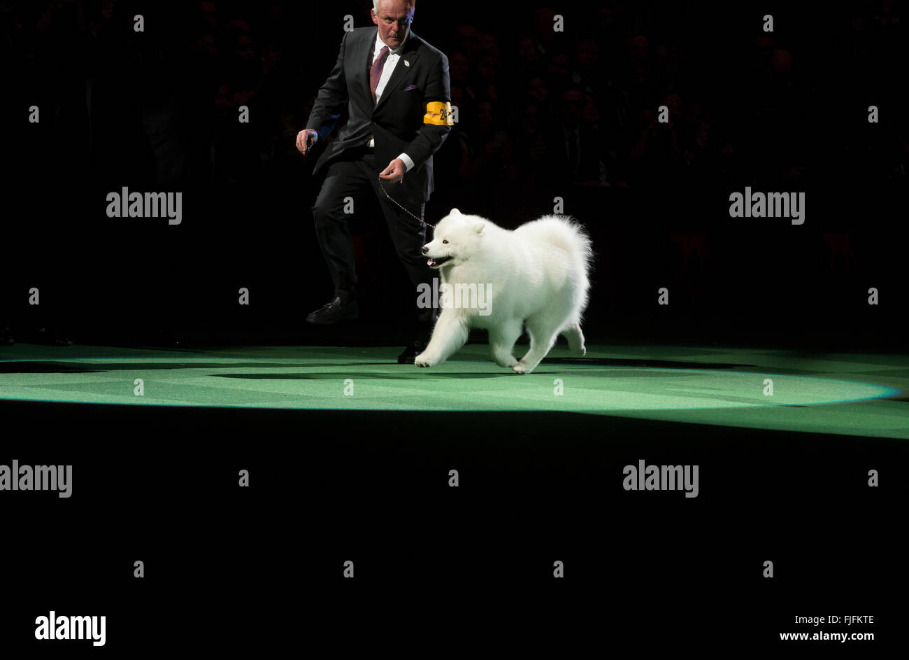 Samoyed westminster dog show hires stock photography and images Alamy