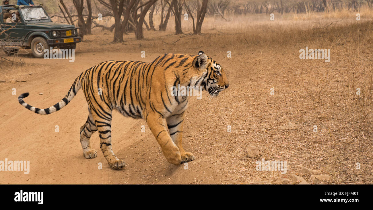Wild Bengal tiger walking head on towards the camera on a forest track in the dry jungles of Ranthambhore in India Stock Photo