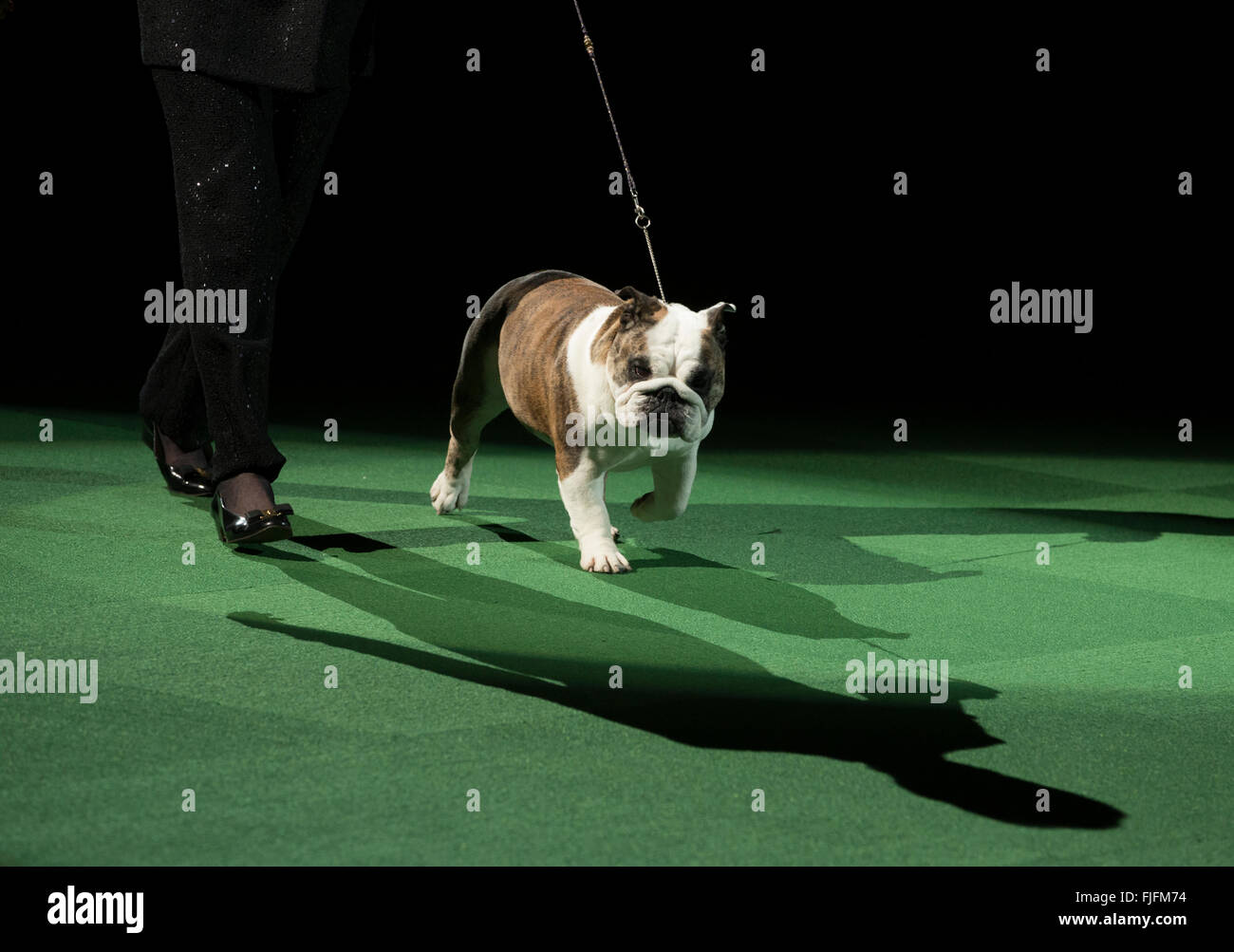 New York, NY - February 16, 2016: Best of non-sporting group bulldog runs at 140 Westminster Kennel Club dog show at Madison Square Garden Stock Photo