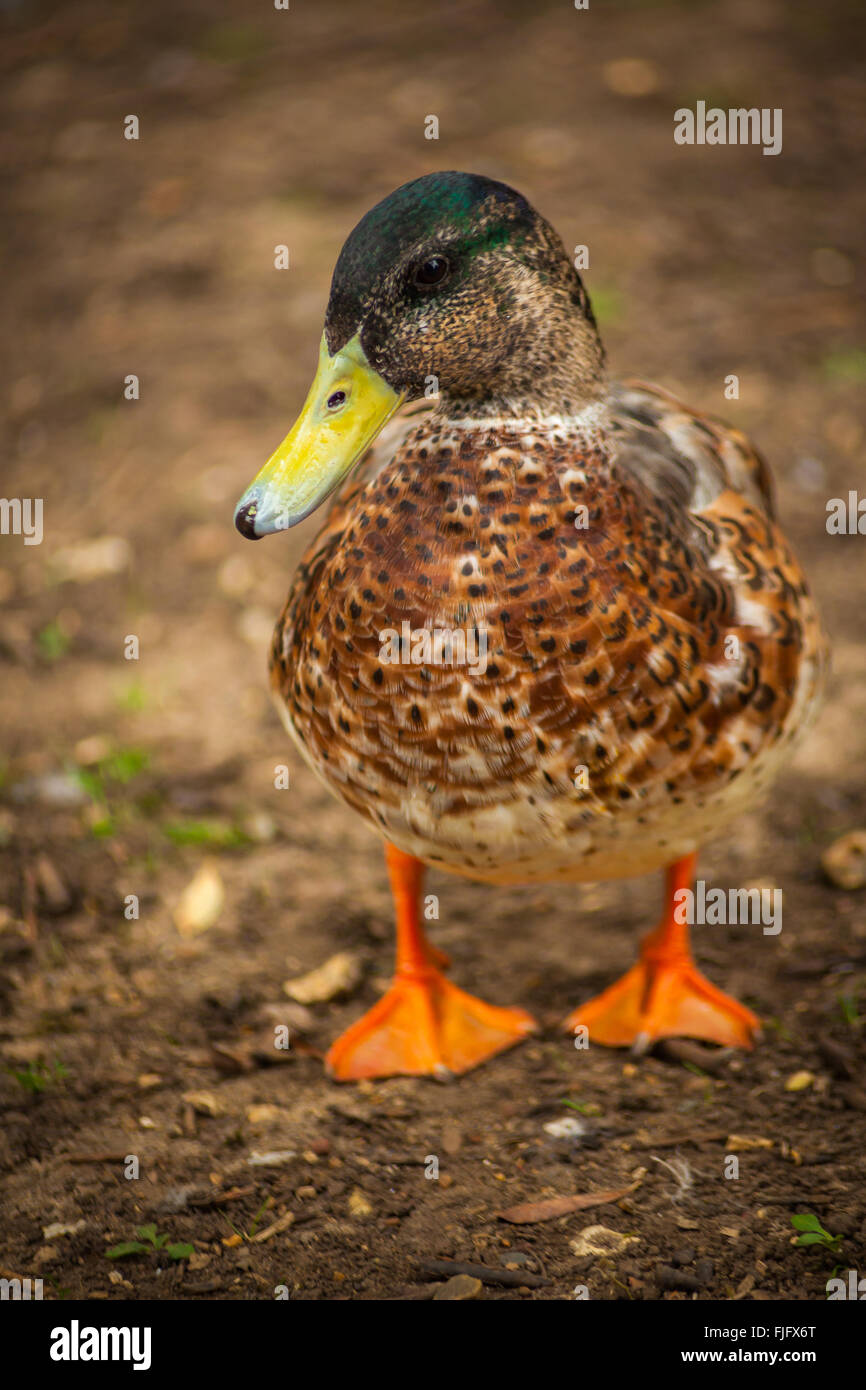 Duck a l'orange Stock Photo - Alamy