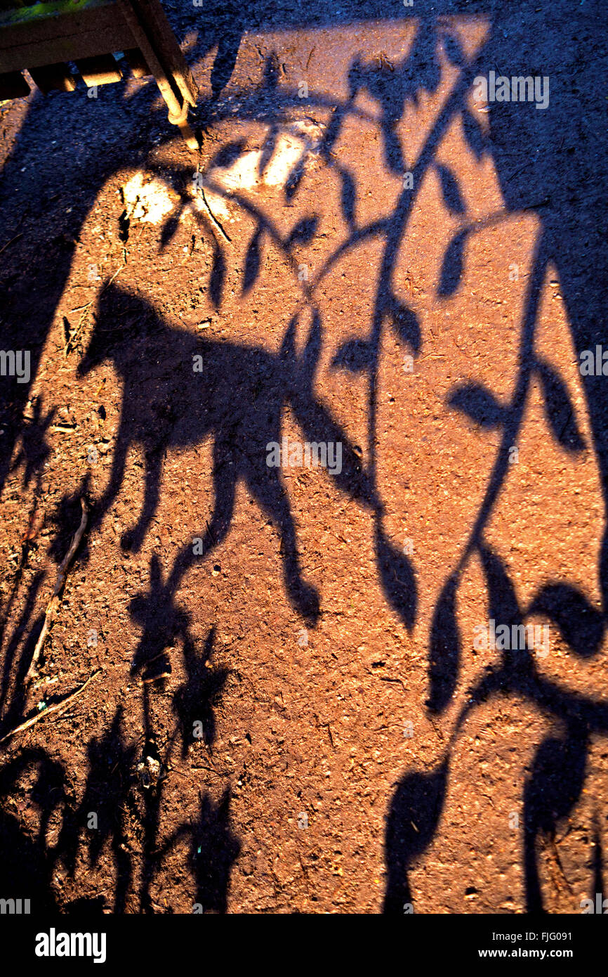 Shadow of the gate at the entrance to Highgate Woods, showing branches, leaves and a fox. Stock Photo