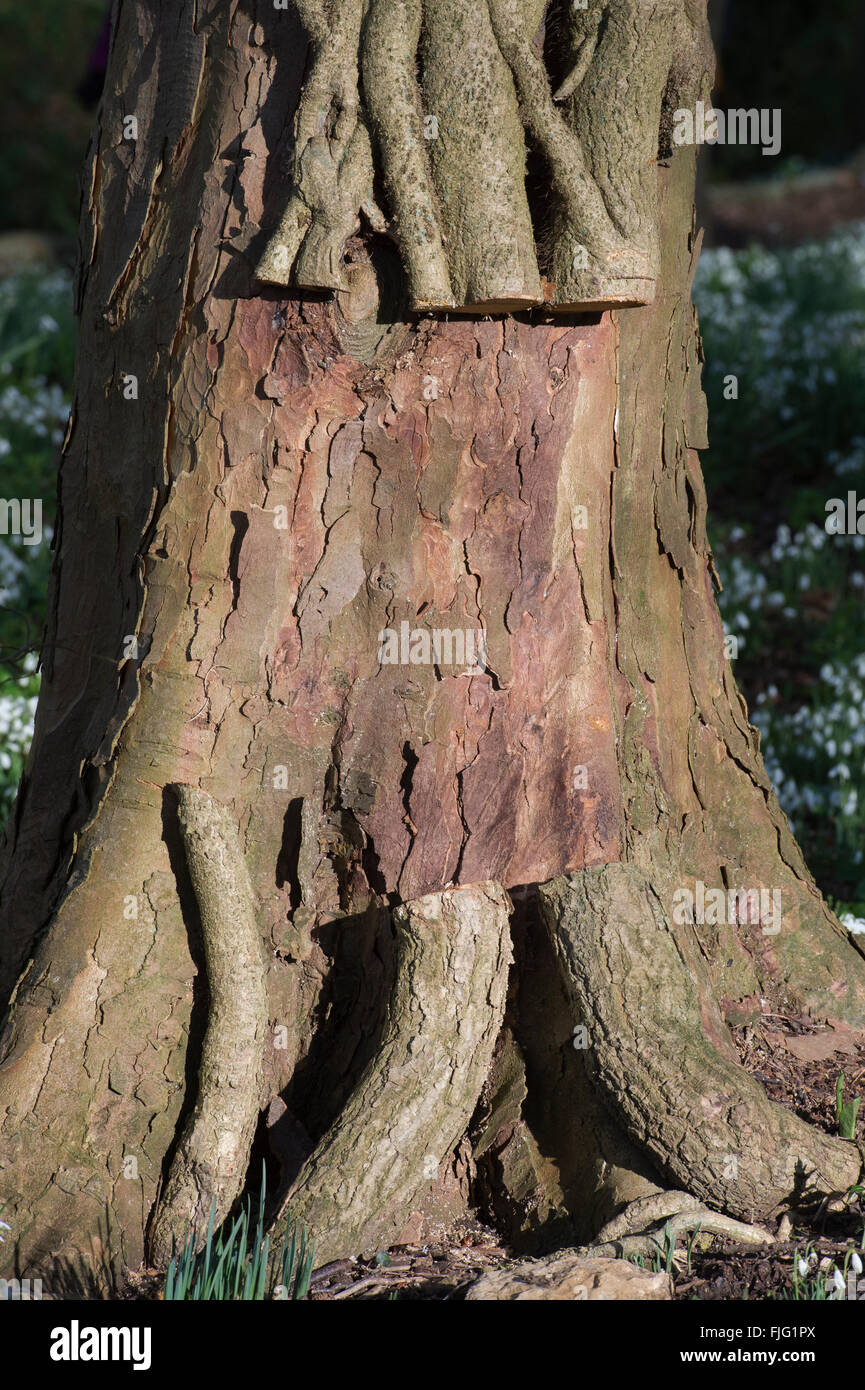 Cut Ivy stalks on a tree trunk in the english countryside. UK Stock Photo