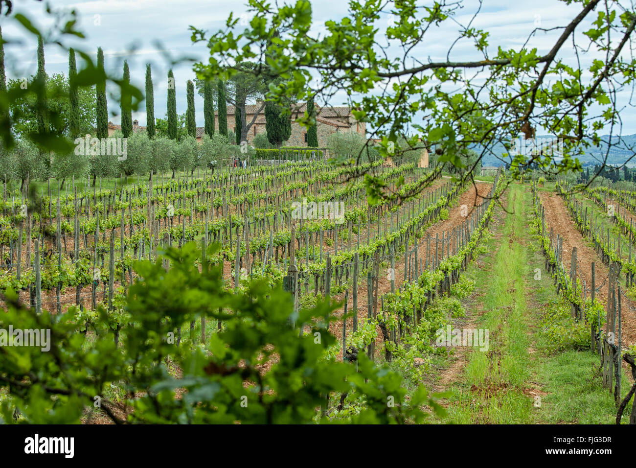 Vineyard with rows of vines in Tuscany, Italy Stock Photo Alamy