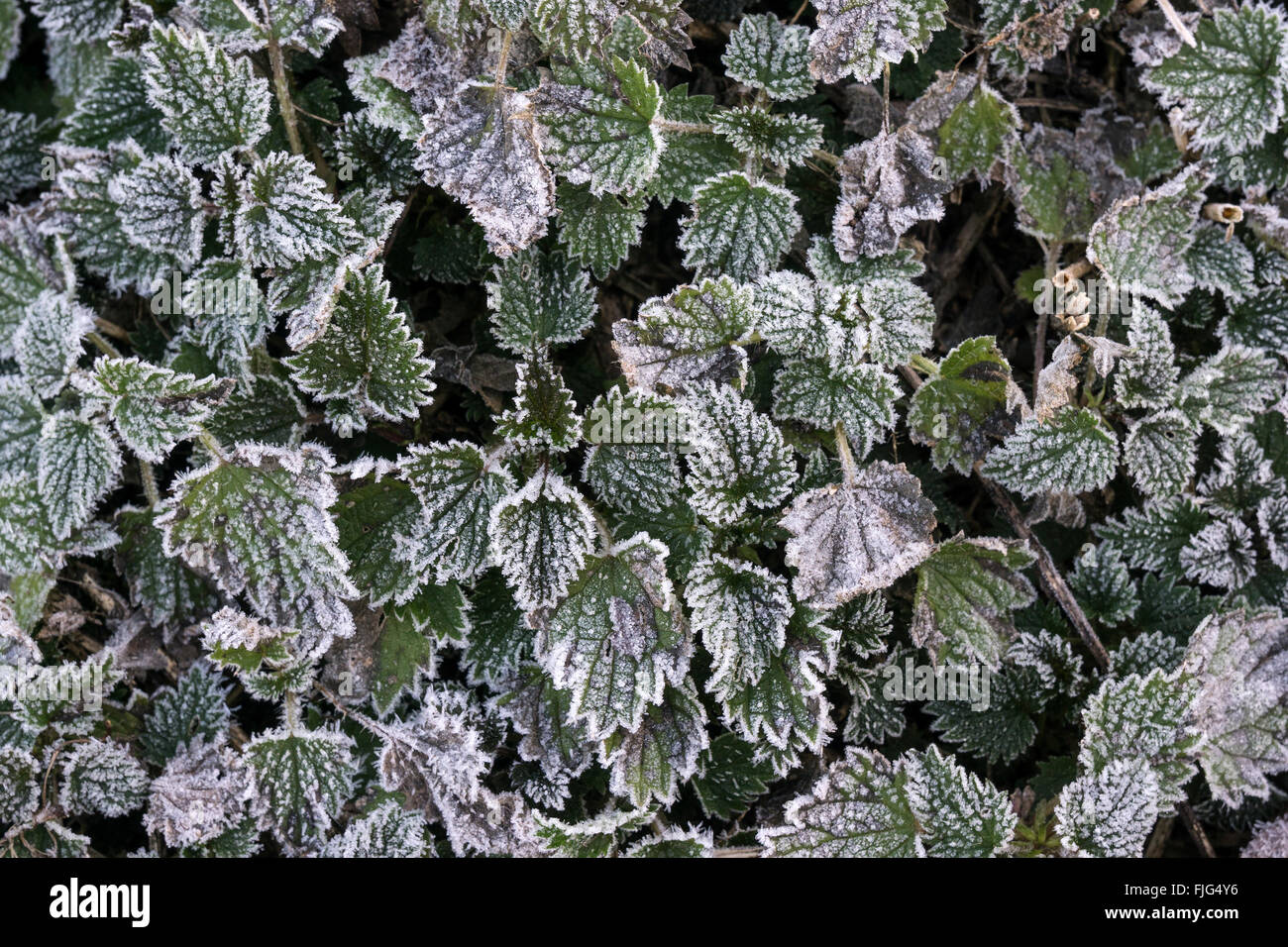 Groundcover, plants covered with hoarfrost, Baden-Württemberg, Germany Stock Photo