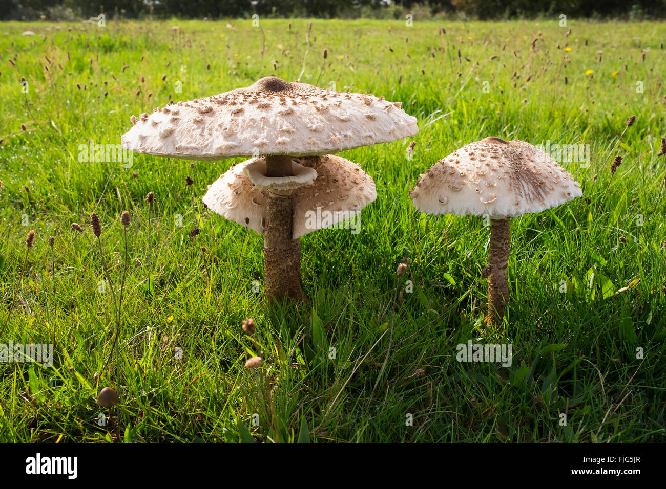 Parasol Mushroom (Macrolepiota procera) in a meadow, Fischland-Darß-Zingst, Western Pomerania Lagoon Area National Park Stock Photo