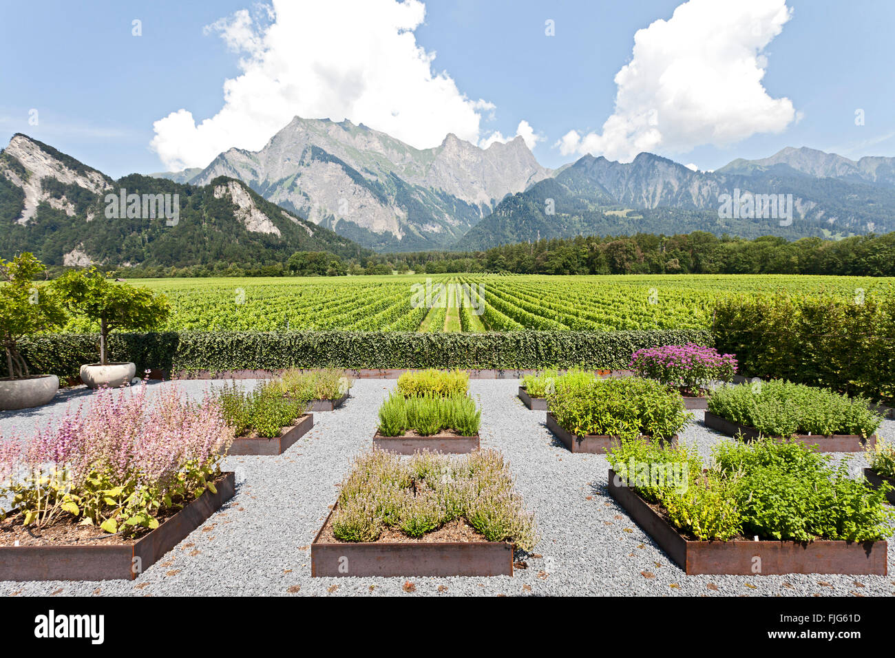 Contemporary garden with herb beds in front of vineyards, mountains of Graubünden, Davaz winery, Fläsch, Canton of Grisons Stock Photo