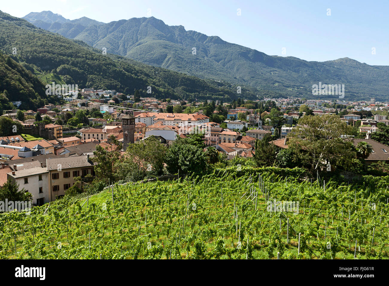 Vineyard, overlooking Bellinzona, Canton of Ticino, Switzerland Stock Photo