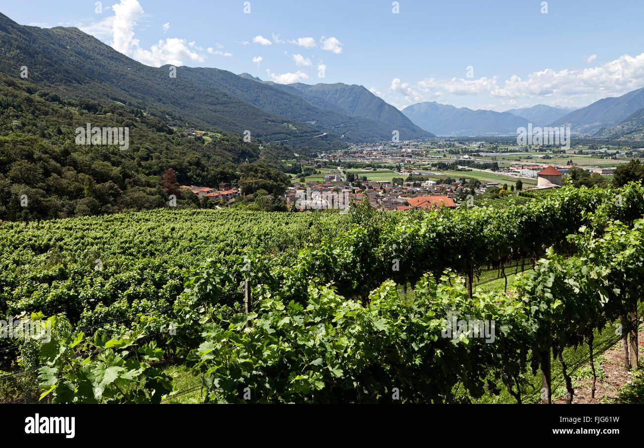Vineyard, Montagna, Camorino, Bellinzona, Canton of Ticino, Switzerland Stock Photo