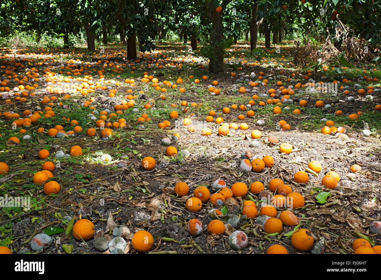 Fallen, rotten oranges beneath trees in an orange orchard, plantation in Sicily, Italy Stock Photo