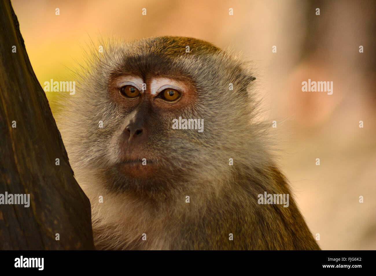 Monkey Portrait Stock Photo