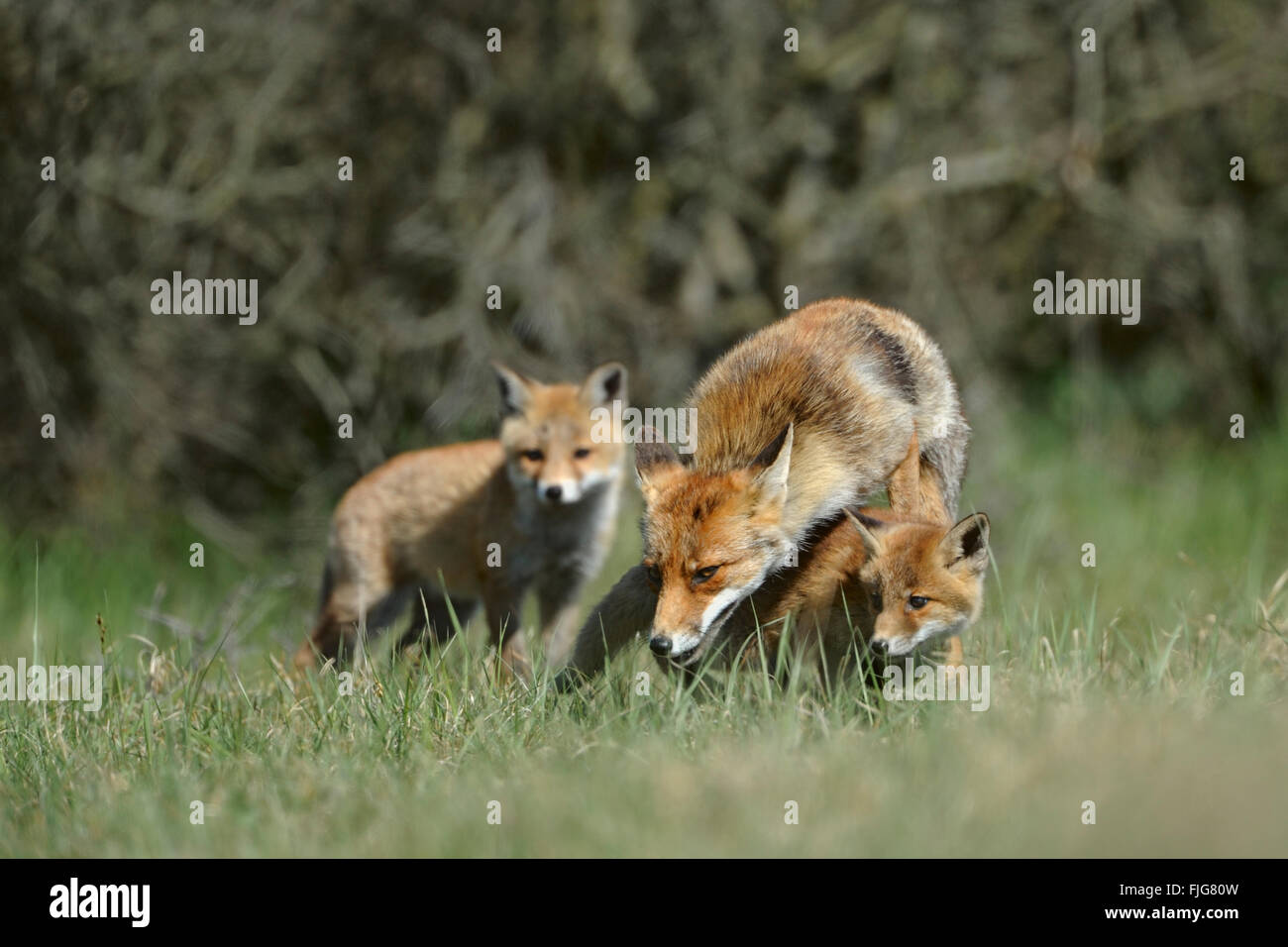 Red Foxes / Rotfuechse ( Vulpes vulpes ), vixen with two cubs, fox family plays together in the grass in front of some bushes. Stock Photo