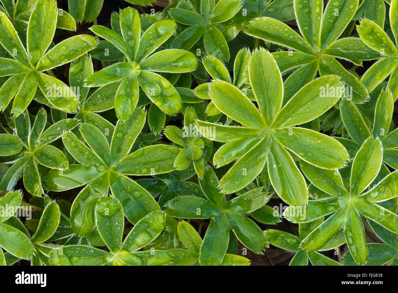 Alpine lady's-mantle (Alchemilla conjuncta) Stallental, Karwendel mountains, Tyrol, Austria Stock Photo