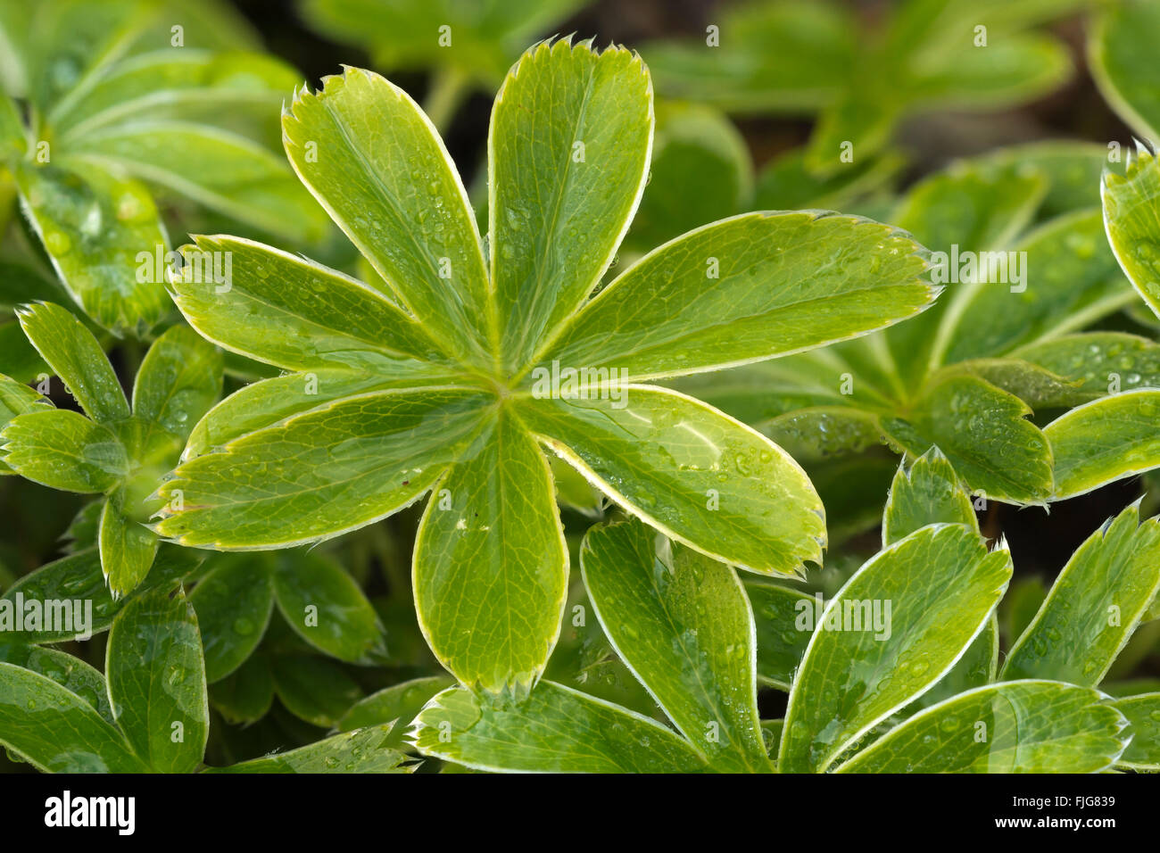 Alpine lady's-mantle (Alchemilla conjuncta) Stallental, Karwendel mountains, Tyrol, Austria Stock Photo