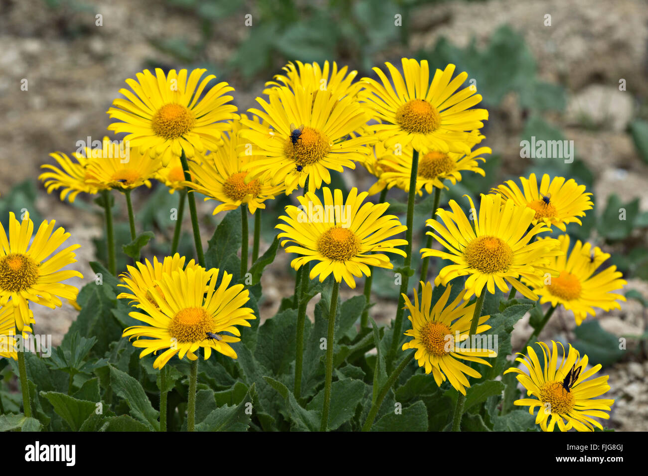 Doronicum (Doronicum grandiflorum), Alp Trida, Samnaun, Canton of Grisons, Switzerland Stock Photo