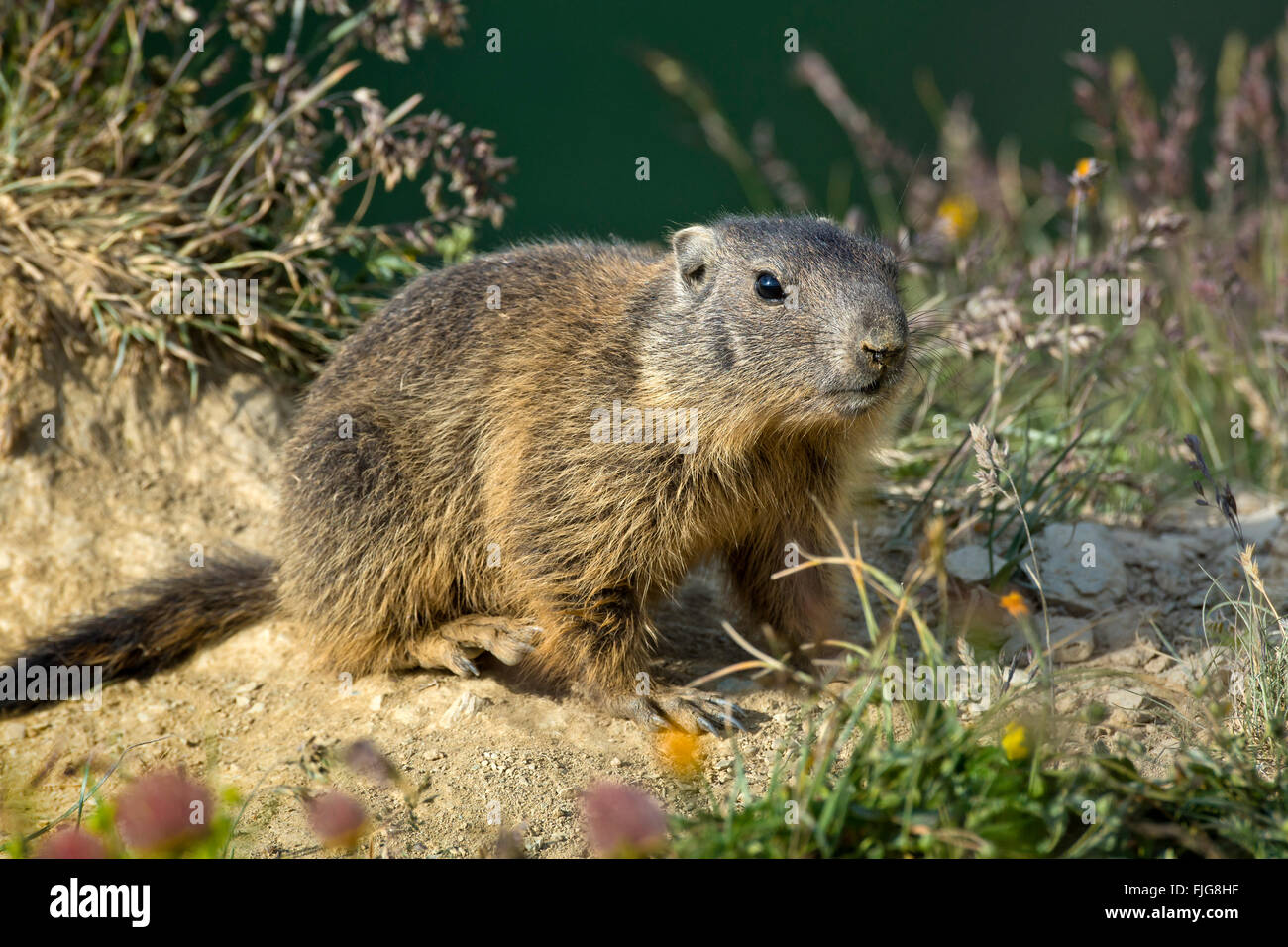 Alpine marmot (Marmota marmota), Offspring, Alp Trida, Samnaun, Canton of Grisons, Switzerland Stock Photo