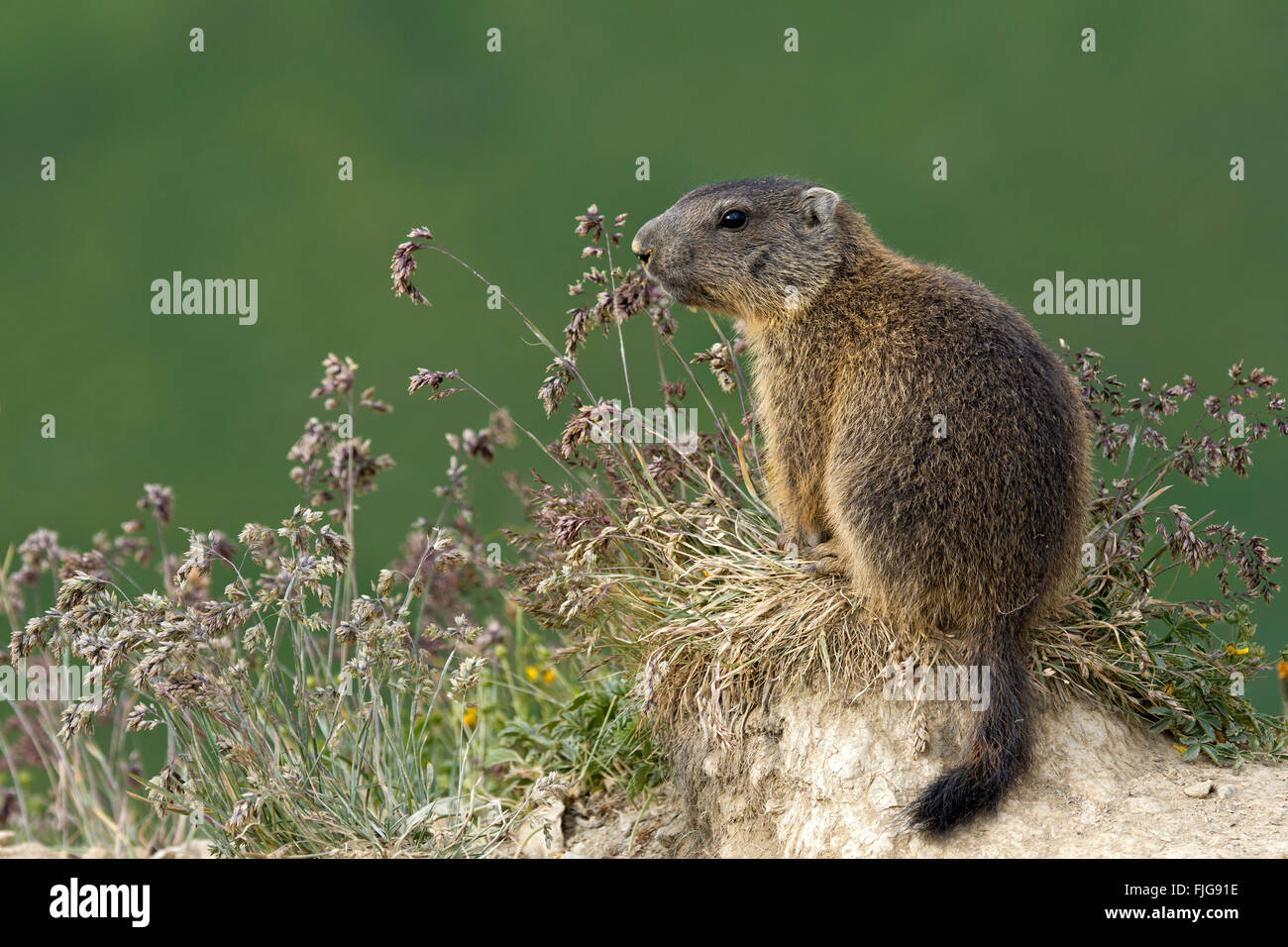 Alpine marmot (Marmota marmota), Offspring, vigilant, Alp Trida, Samnaun, Canton of Grisons, Switzerland Stock Photo