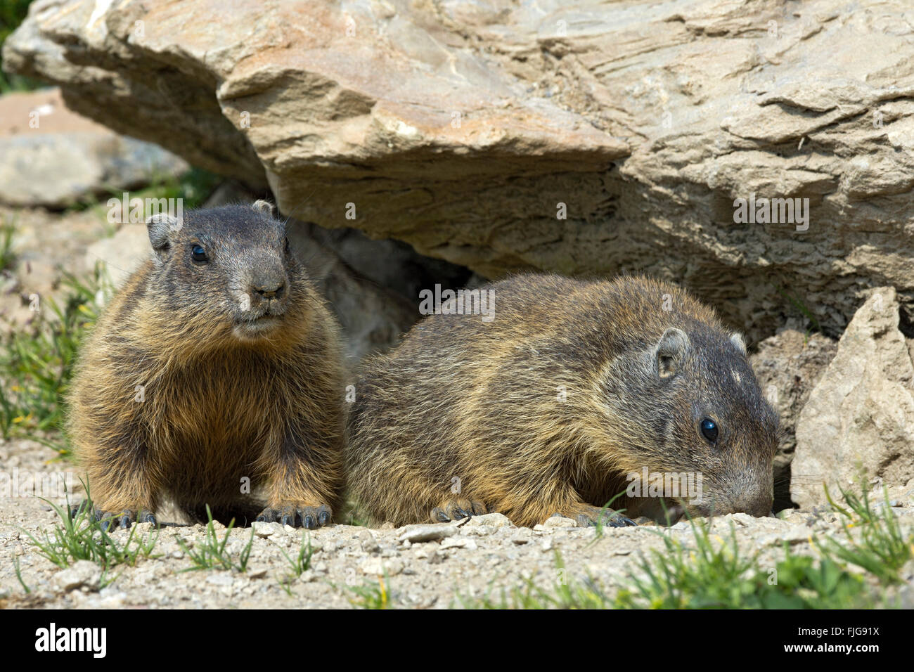 Alpine marmots (Marmota marmota) by their burrow, Offspring, Alp Trida, Samnaun, Canton of Grisons, Switzerland Stock Photo