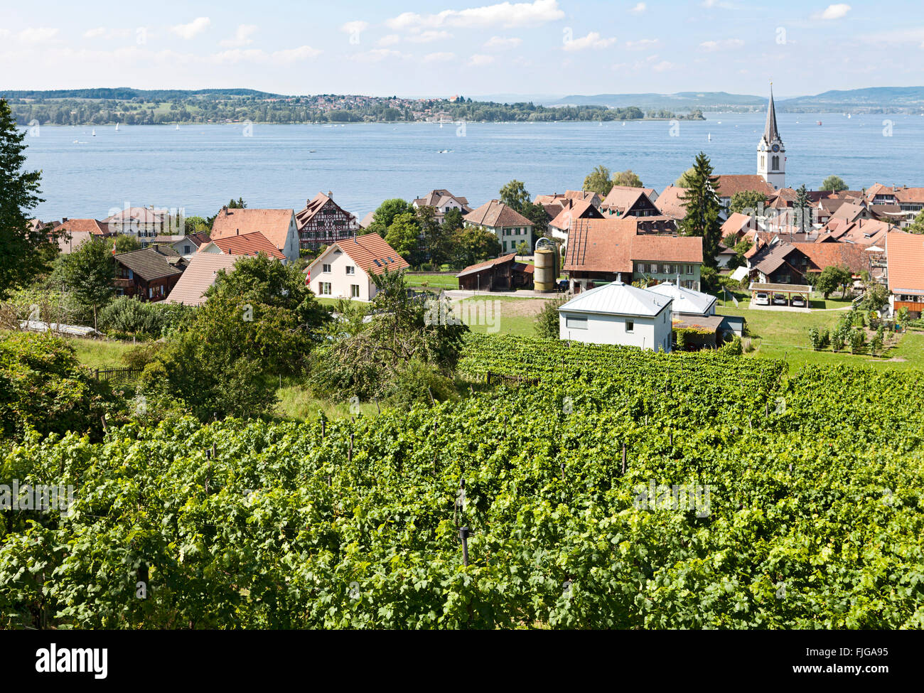 Vineyard, winery, with the village Ermatingen by Lake Constance, Switzerland Stock Photo