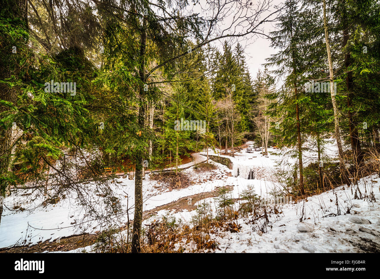 mountain river in a forest of conifers on the snowy Alps in Italy Stock ...