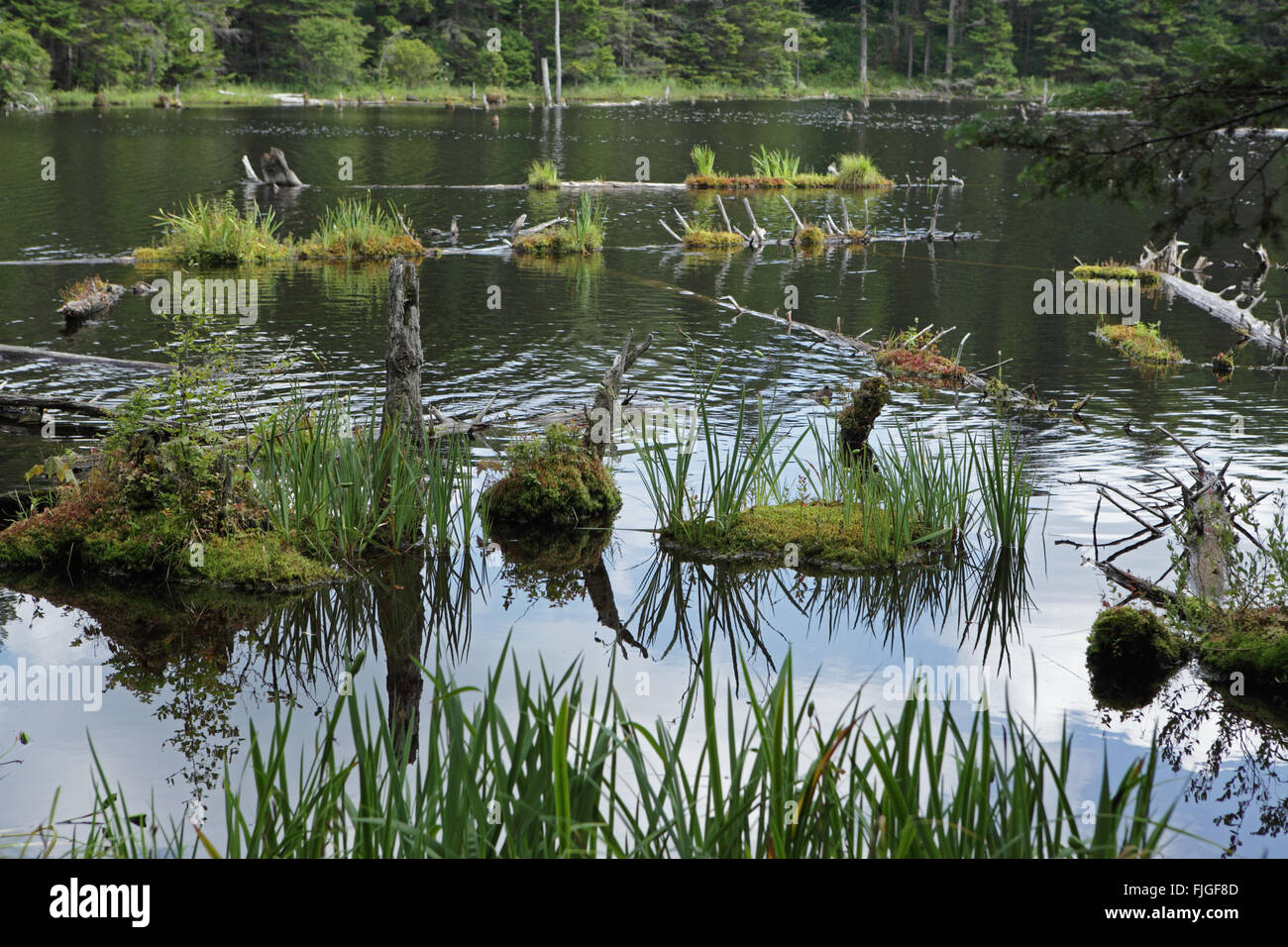 Beaver pond wetland environment in Vermont Green Mountains with