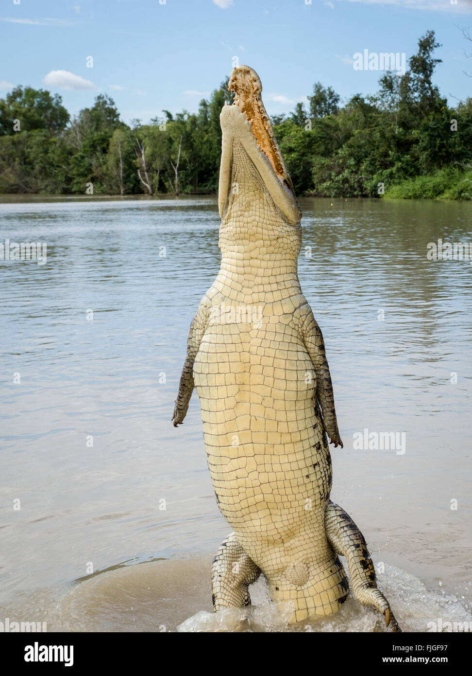 Crocodile jumping high in Adelaide River in Kakadu, Australia Stock