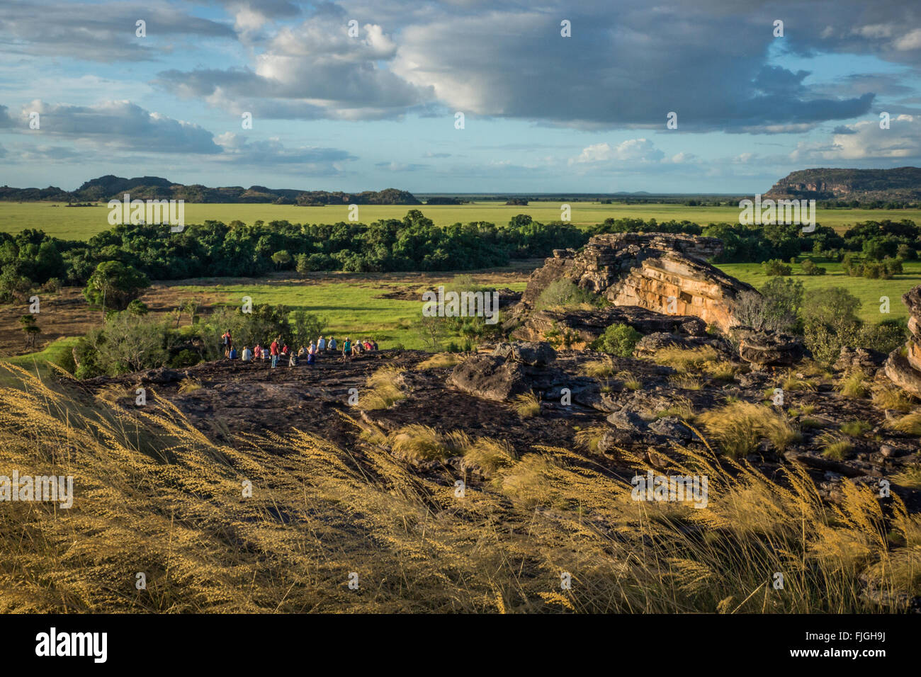 Australian grass seeds hires stock photography and images Alamy