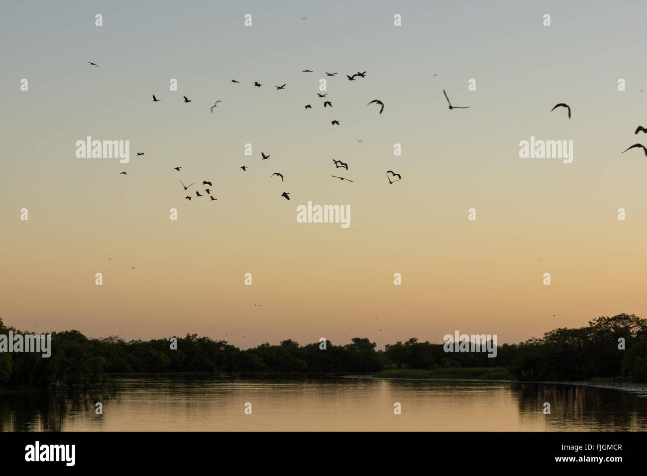 Birds and ducks before sunrise on Yellow Water Billabong, Kakadu National Park, Northern Territory, NT, Australia Stock Photo