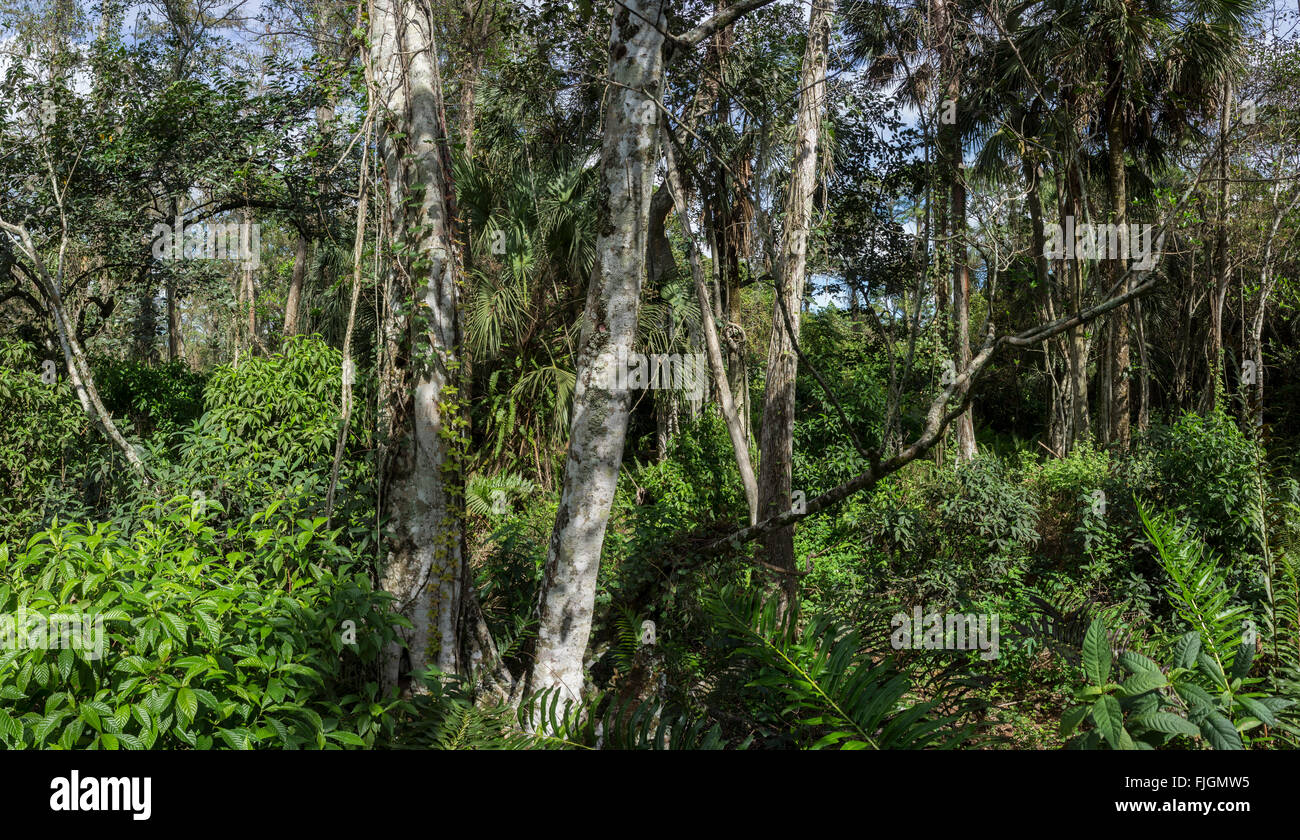 DSC07626NX5Na  Tall Cypress Natural Area Stock Photo