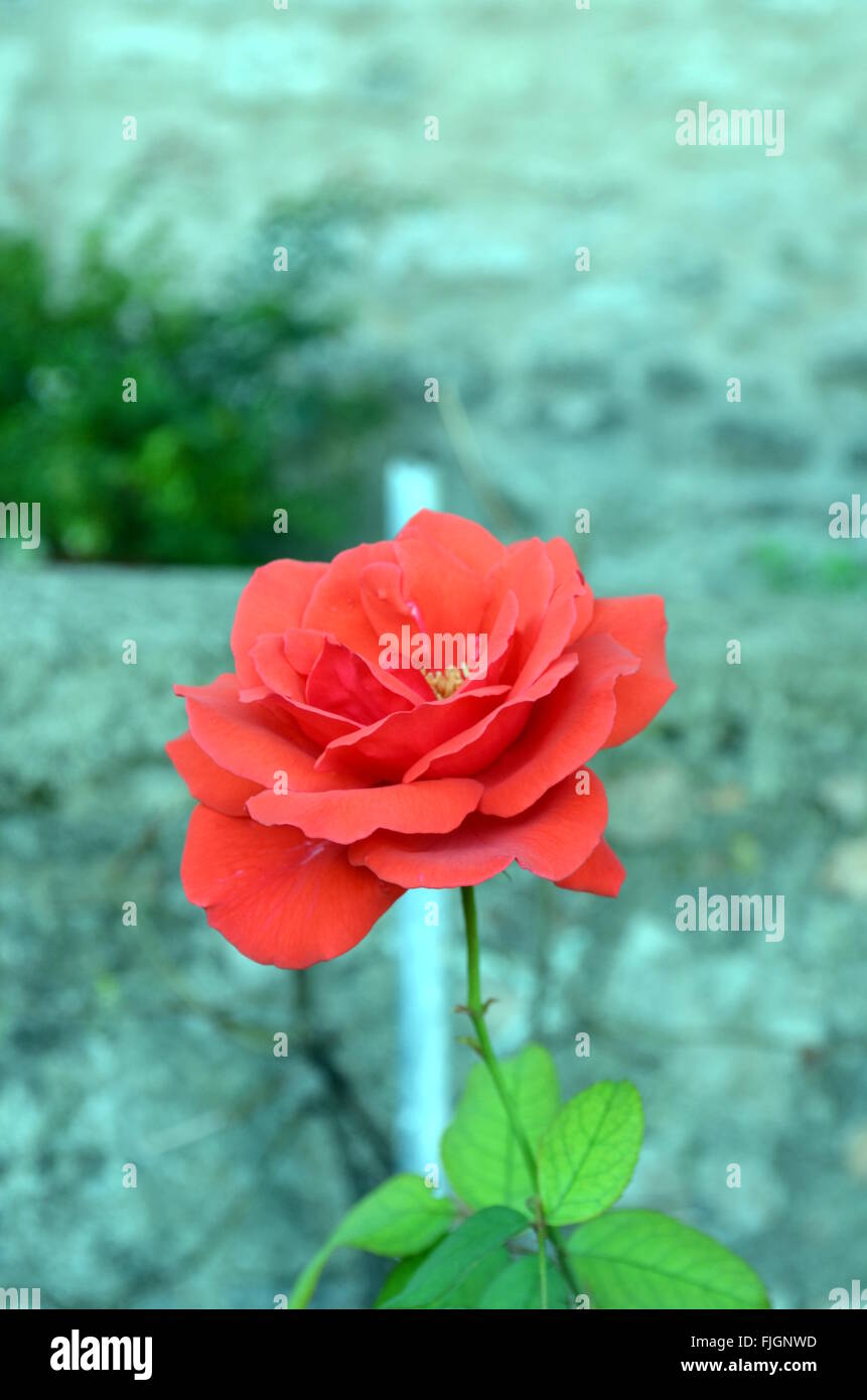 Red roses in the green garden Stock Photo Alamy