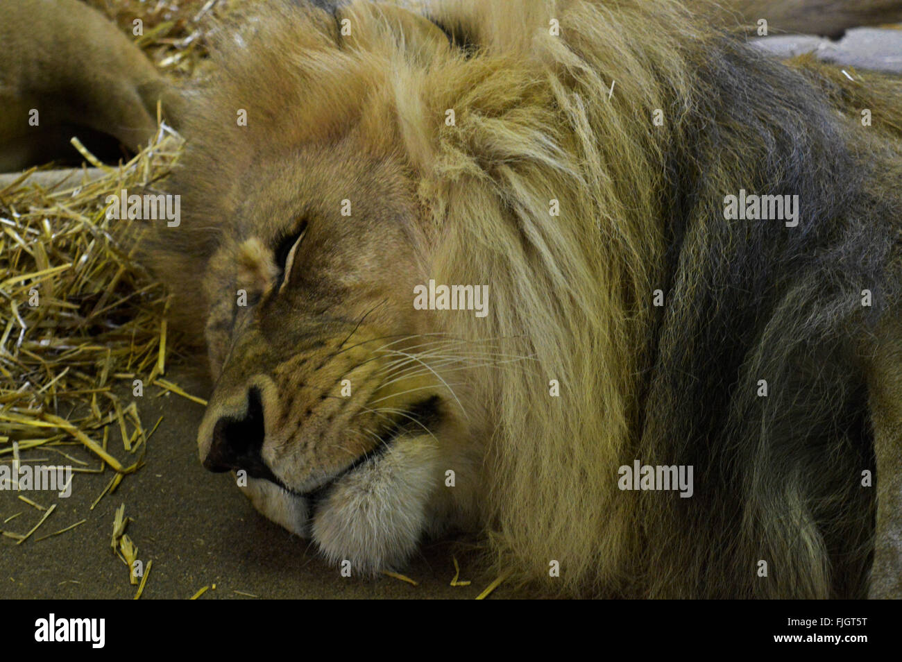 Lion male mane sleeping hi-res stock photography and images - Alamy