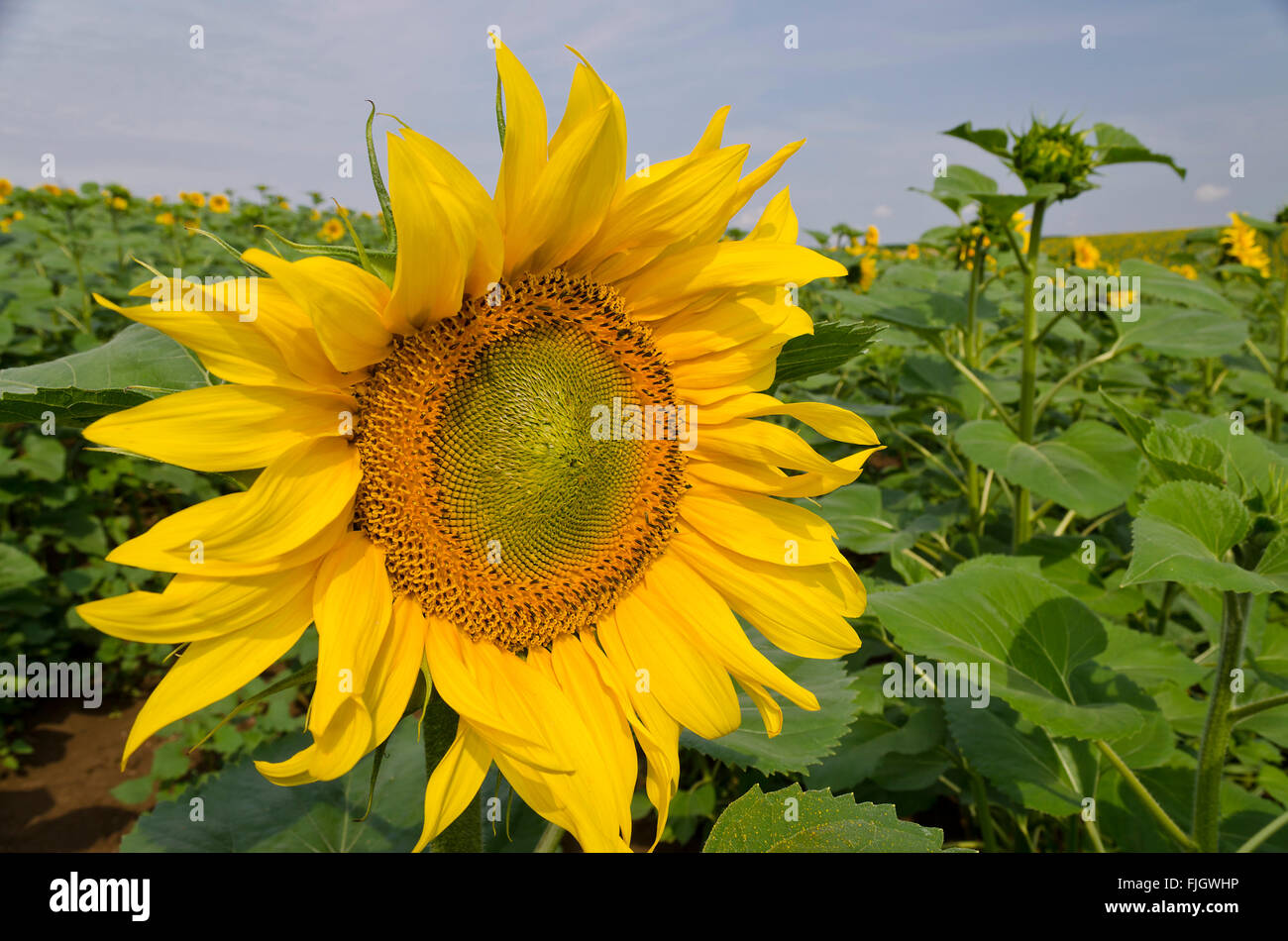Beautiful landscape with sunflower field over cloudy blue sky Stock ...
