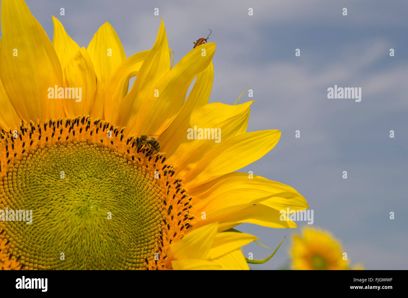 Beautiful landscape with sunflower field over cloudy blue sky Stock ...