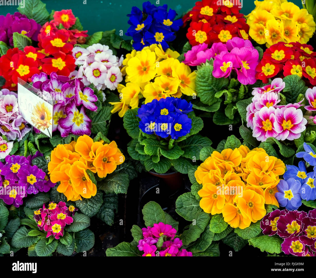 Pots of primroses / primula for sale at a florist's shop are a sign of the arrival of spring. Stock Photo