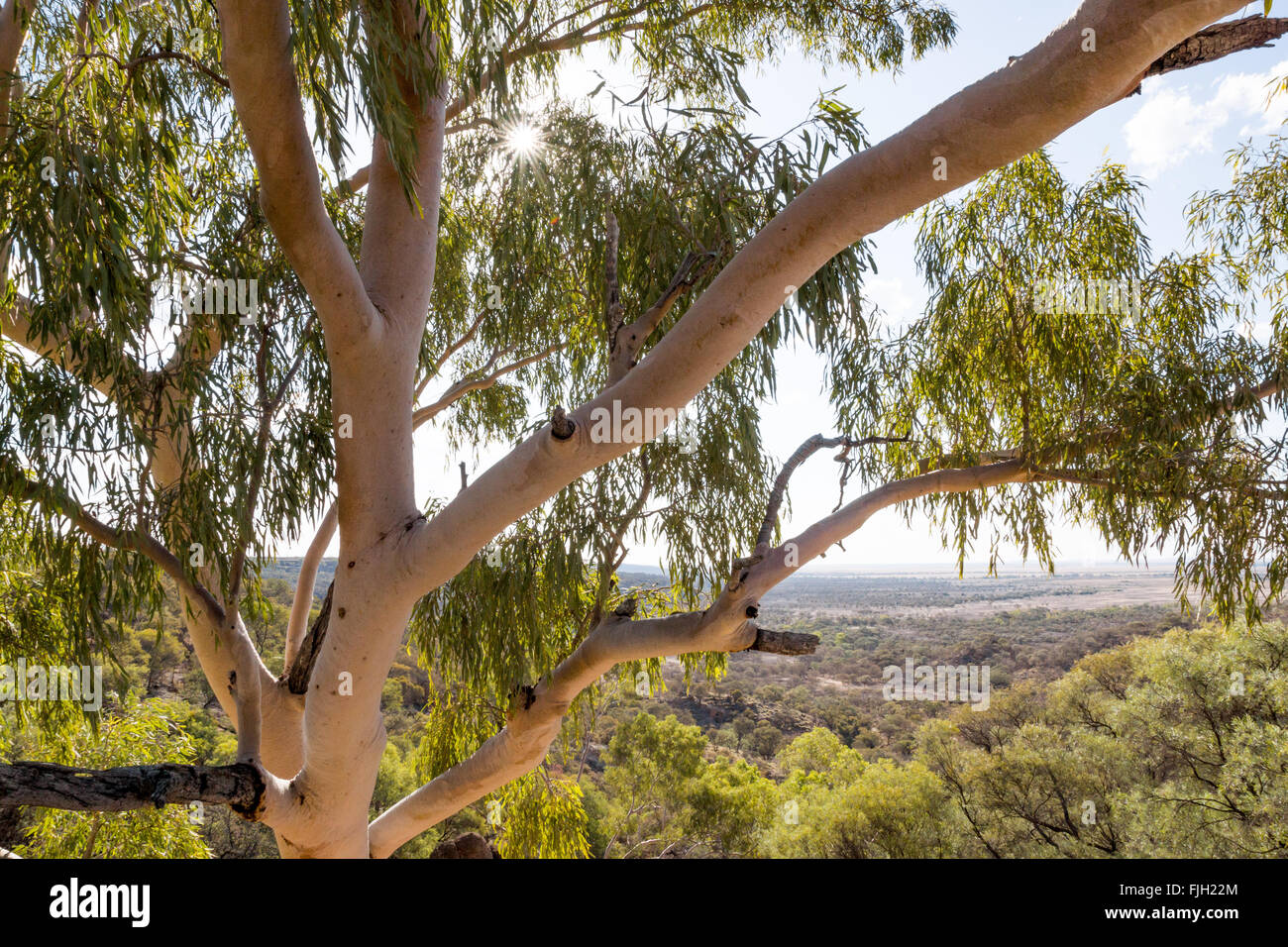 of gum (eucalyptus) tree in the outback near Winton, Queensland Stock Photo - Alamy