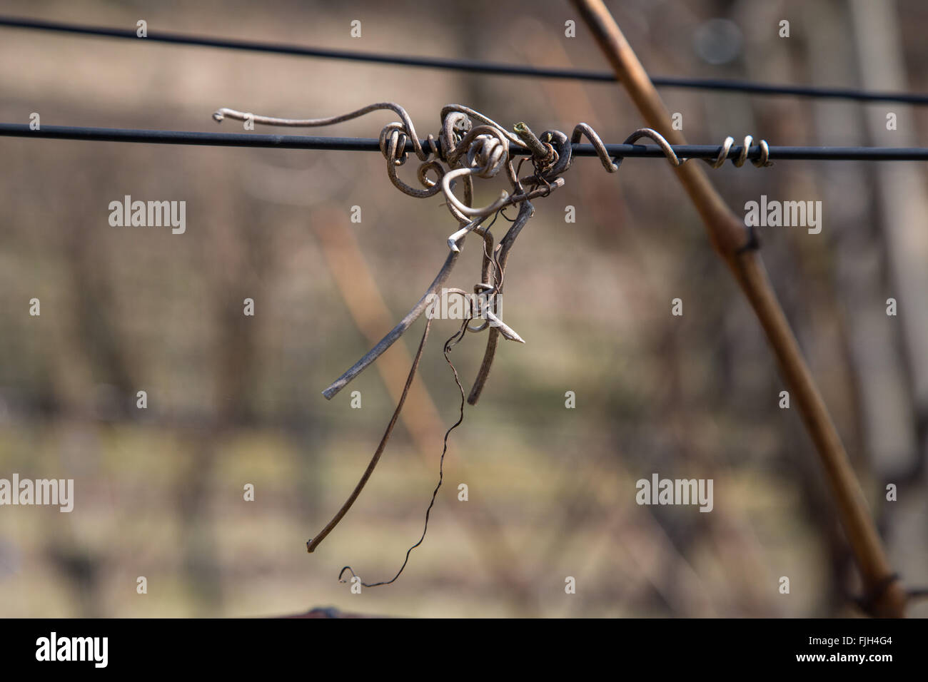 previous year's grape-vine trendrils on a wire and twig Stock Photo