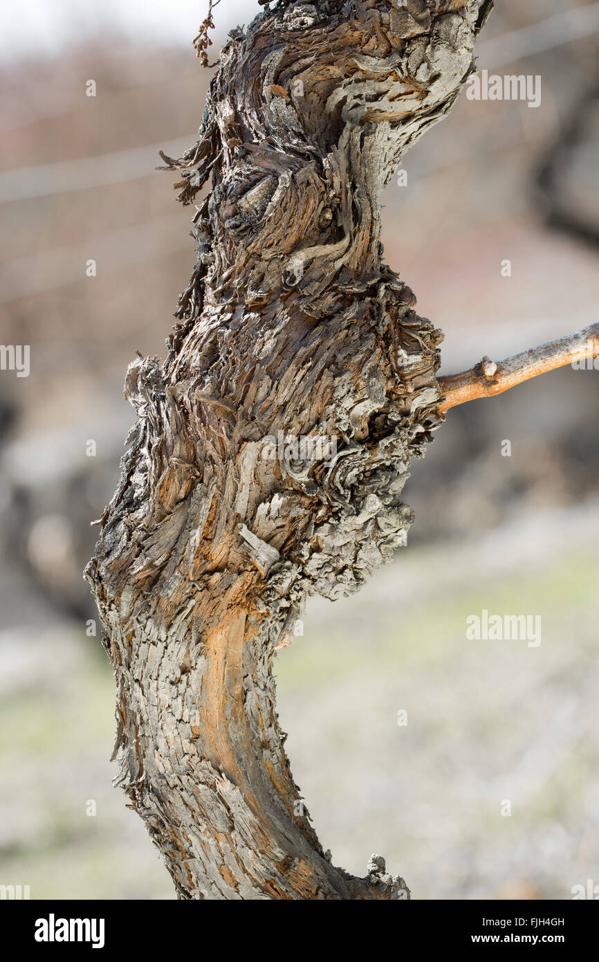 close-up of old grape-vine trunk with scurfy bark and one twig at the end of winter Stock Photo